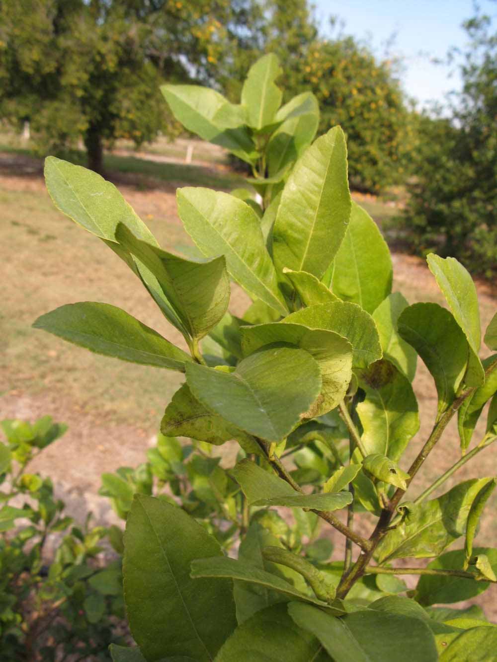            Sun leaves (Winter Haven, FL)   